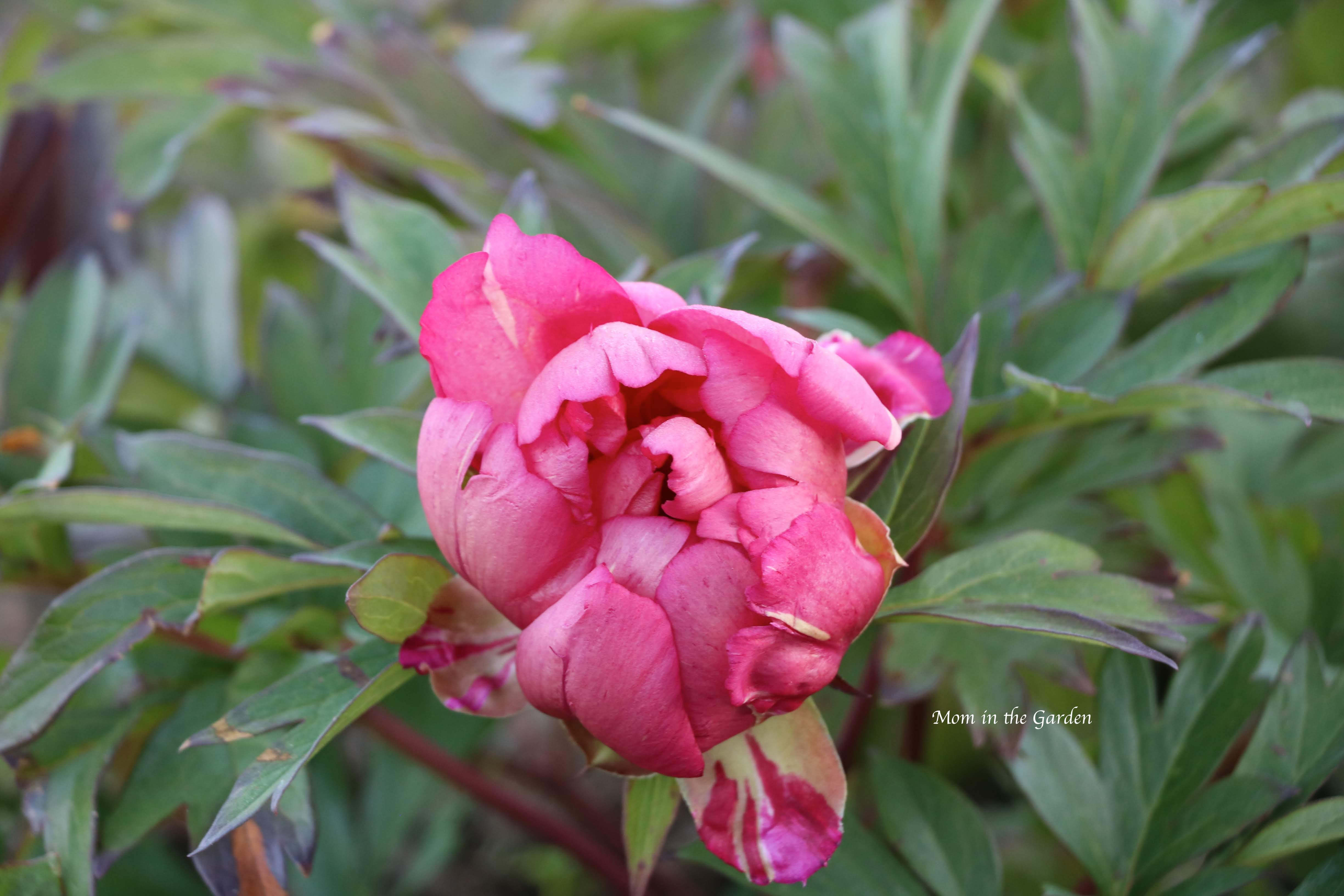 Paeonia 'Hillary'