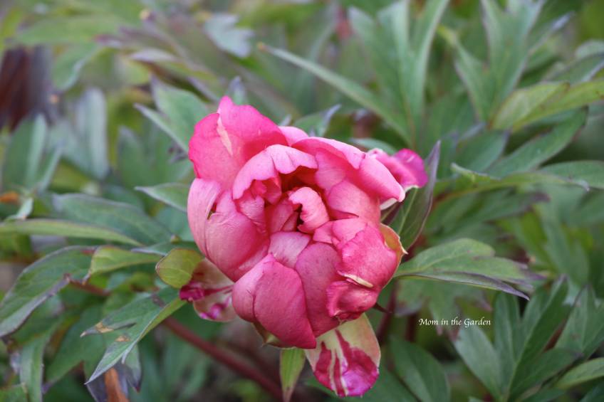 Paeonia 'Hillary'