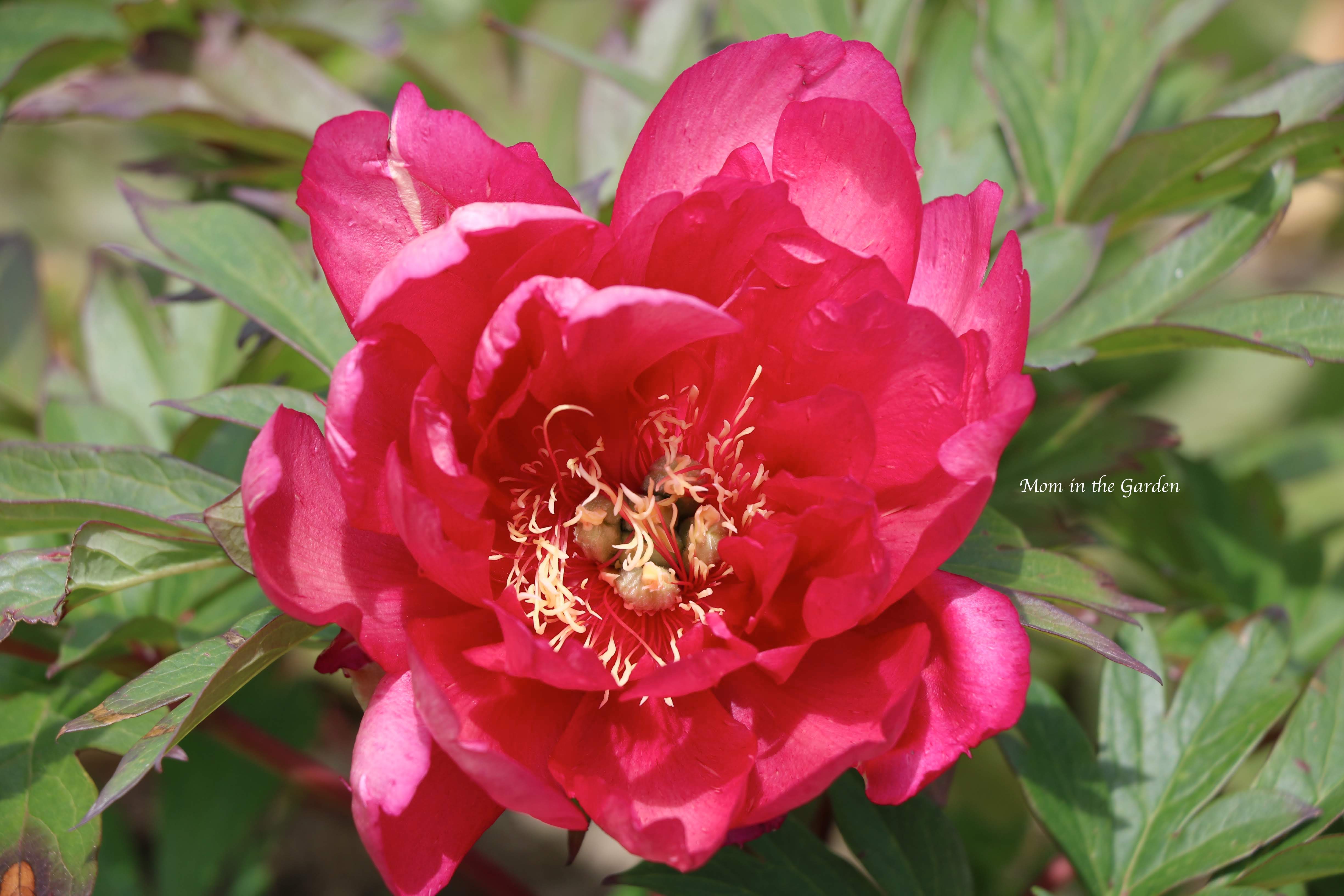 Paeonia 'Hillary' 