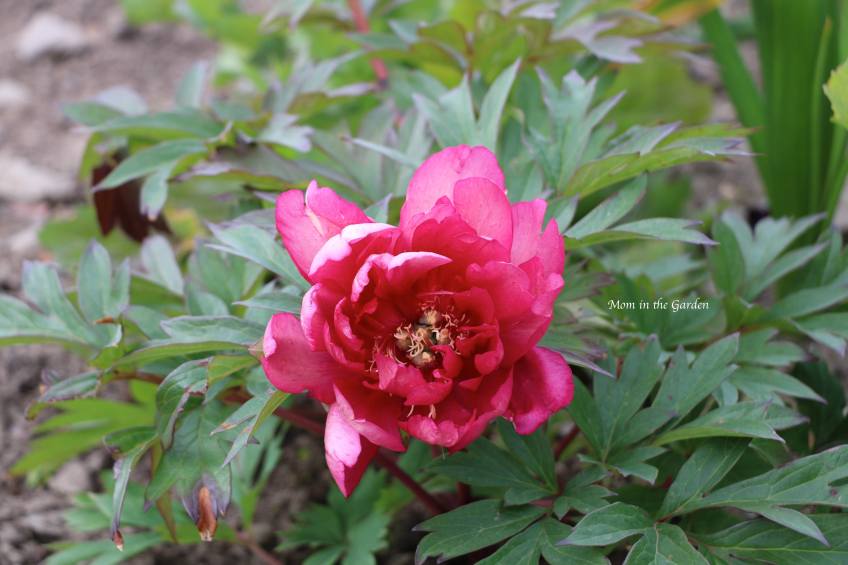 Paeonia 'Hillary'