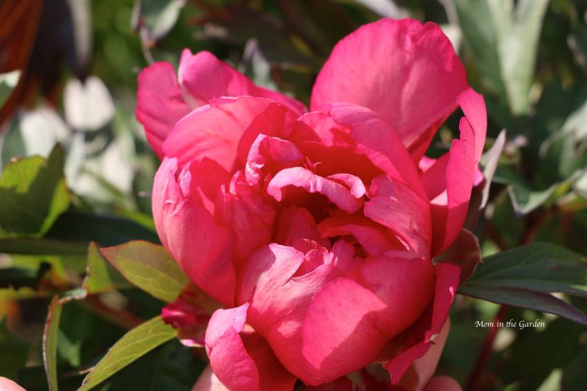 Peony Hillary