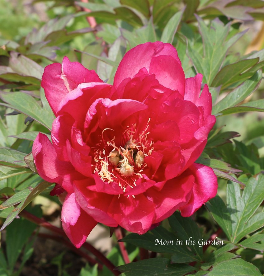 Paeonia 'Hillary'