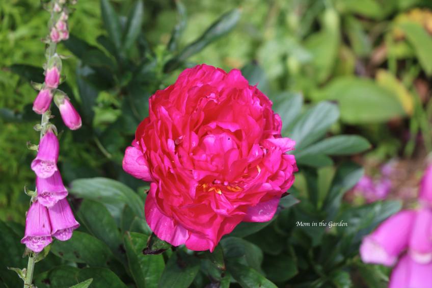 Peony 'Kansas'
