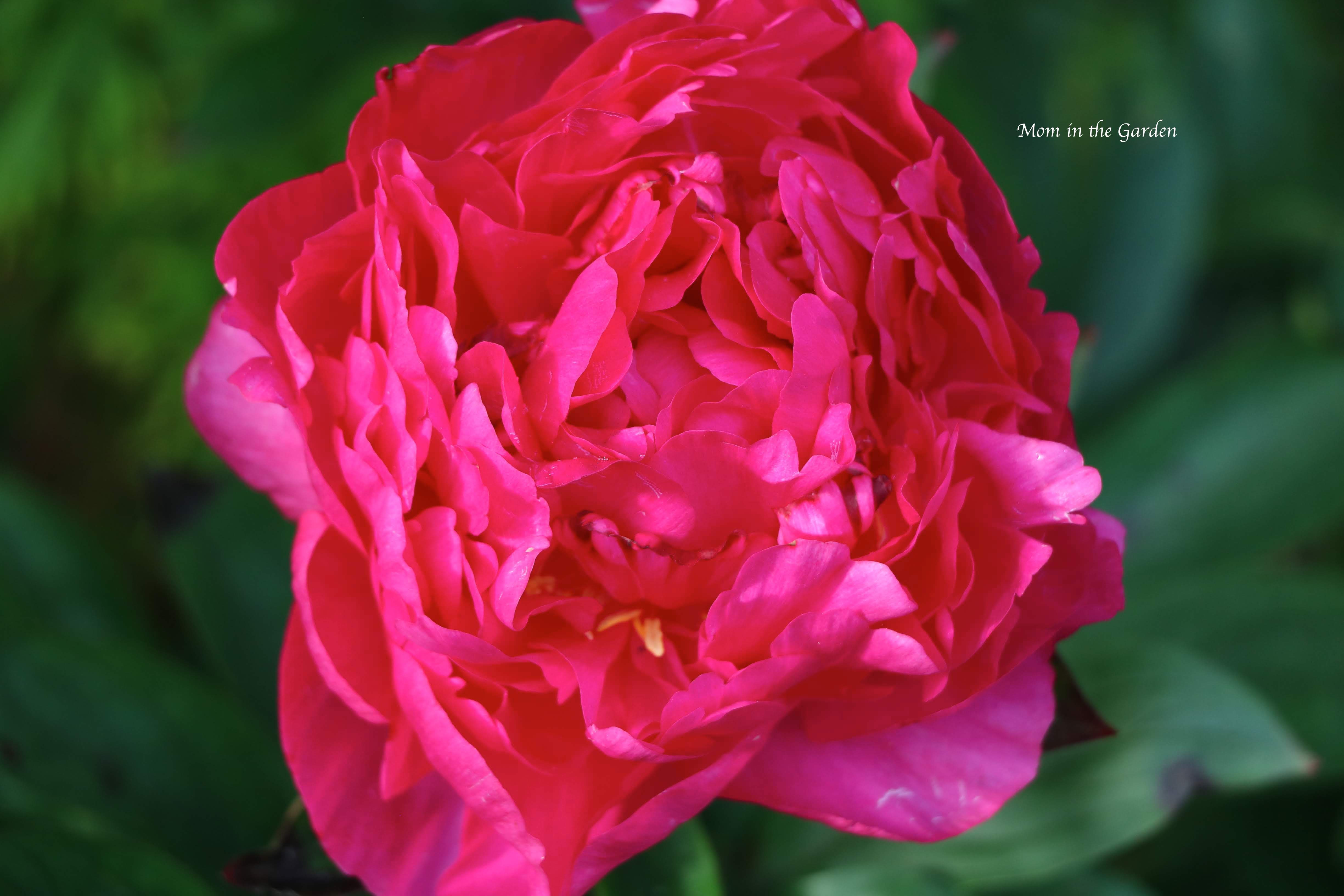 Peony 'Kansas'