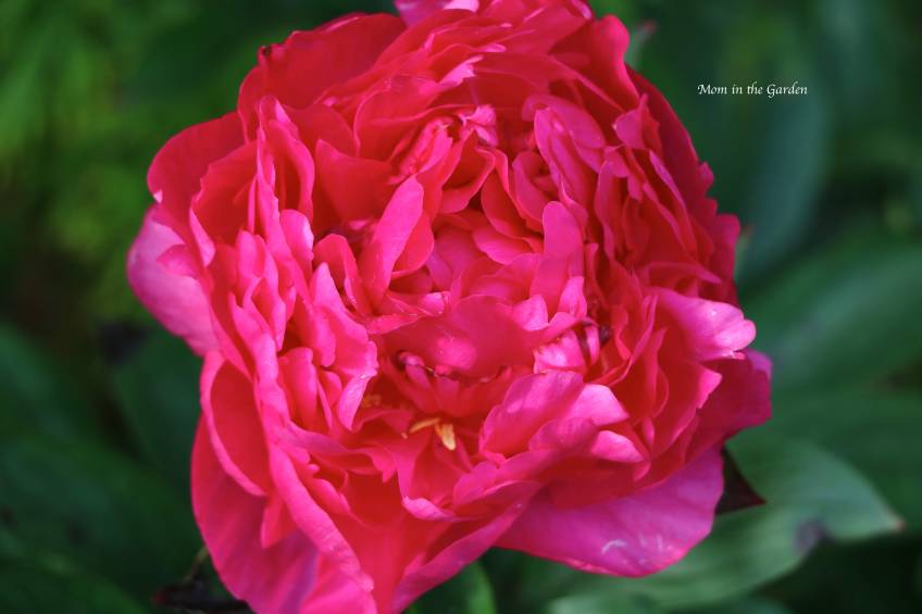 Peony 'Kansas'