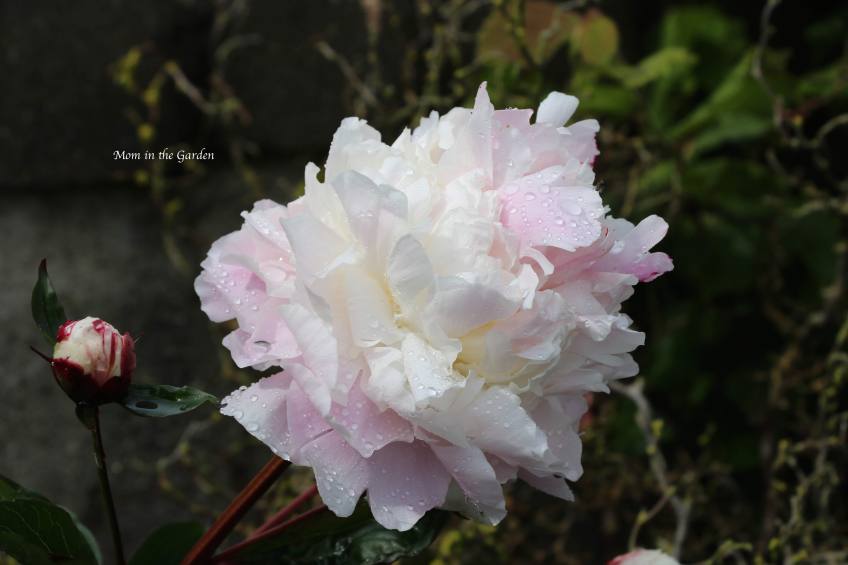 White peony up close