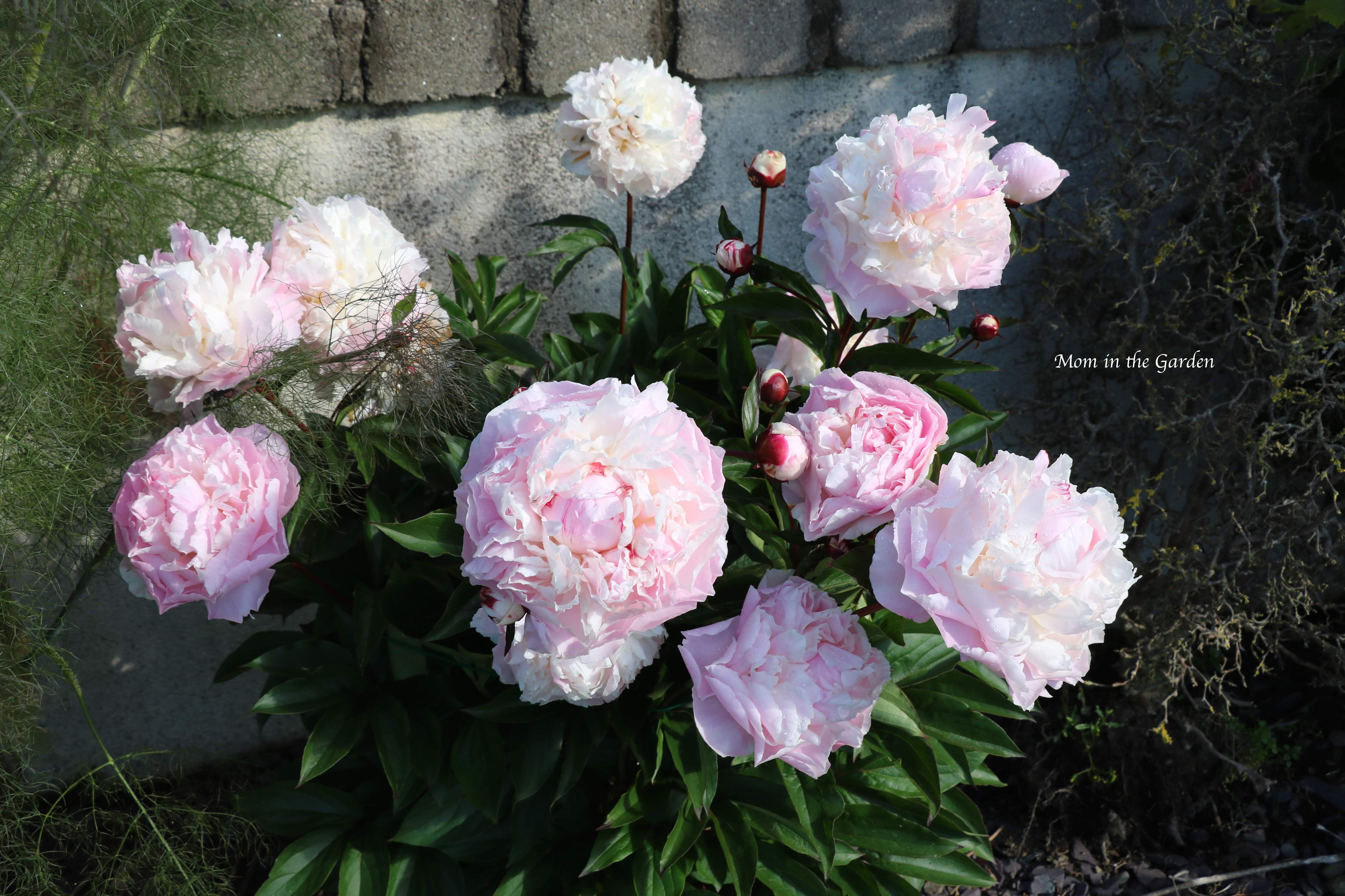 White Peony that is pink