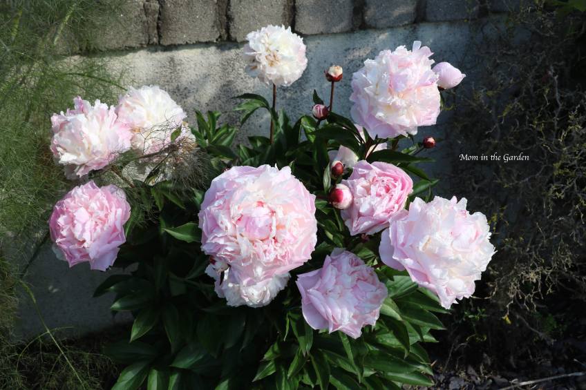 White Peony that is pink