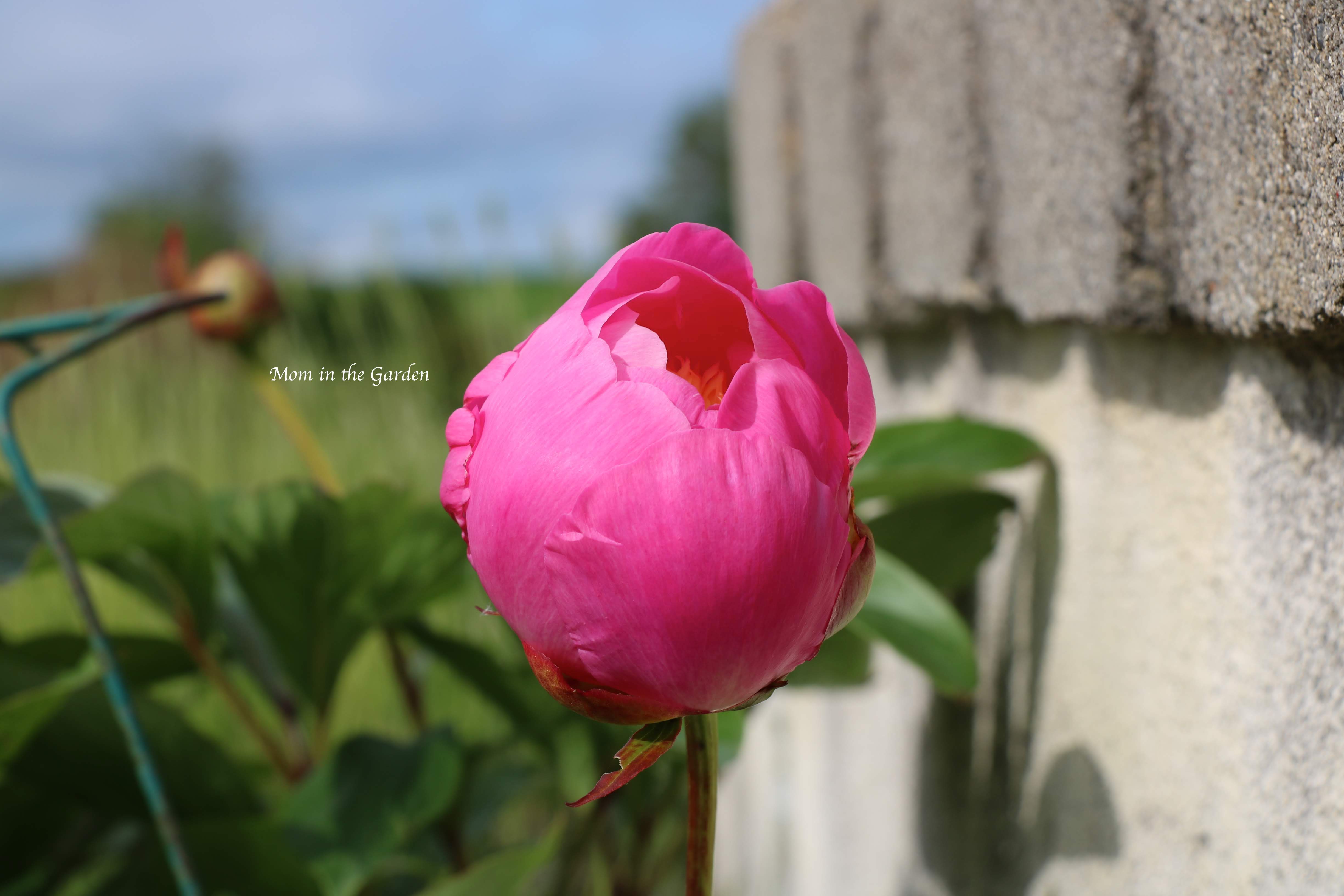 Peony 'Bowl of Beauty'