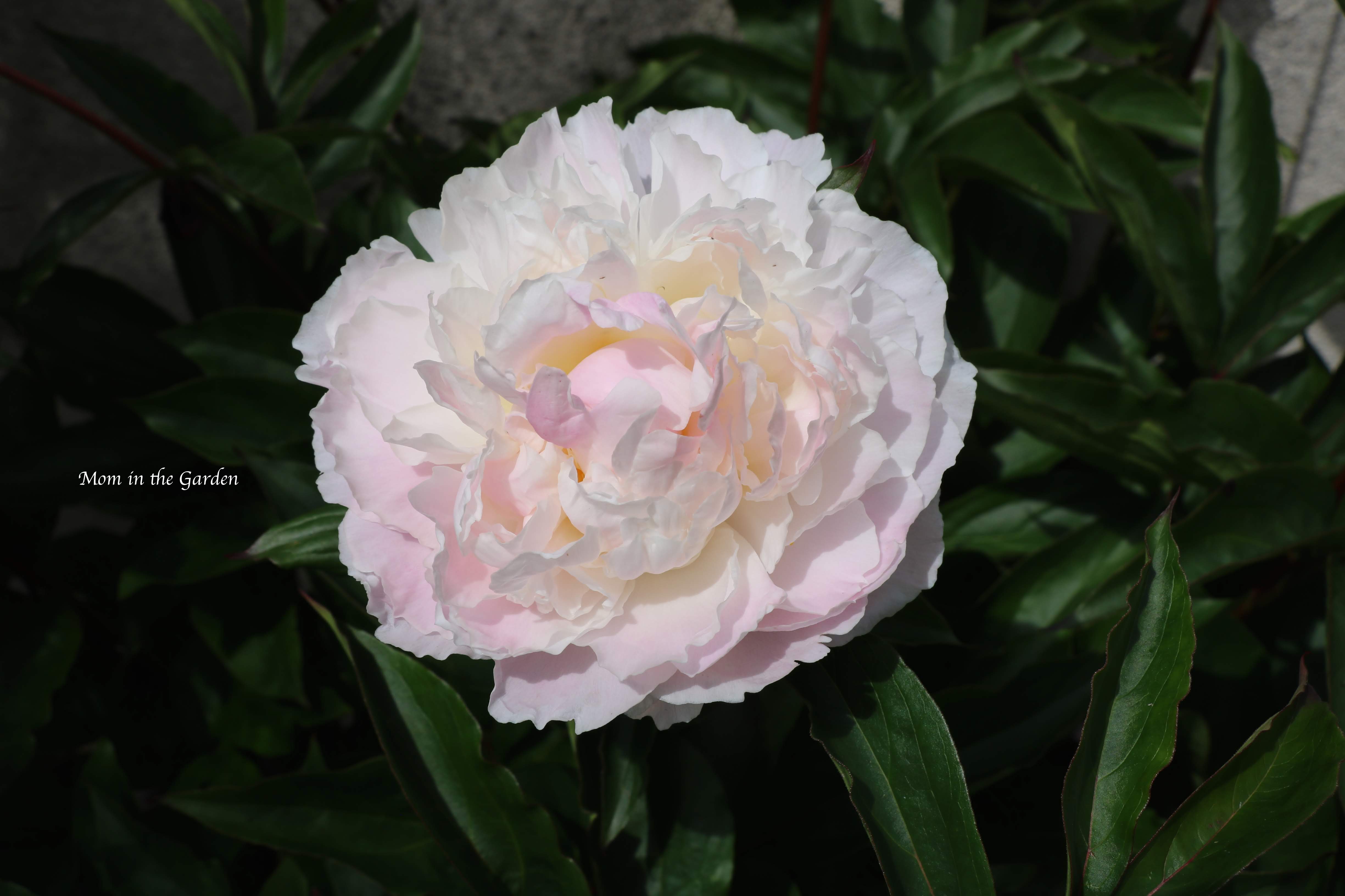 White Peony