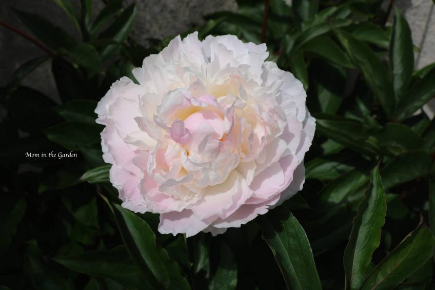 White Peony