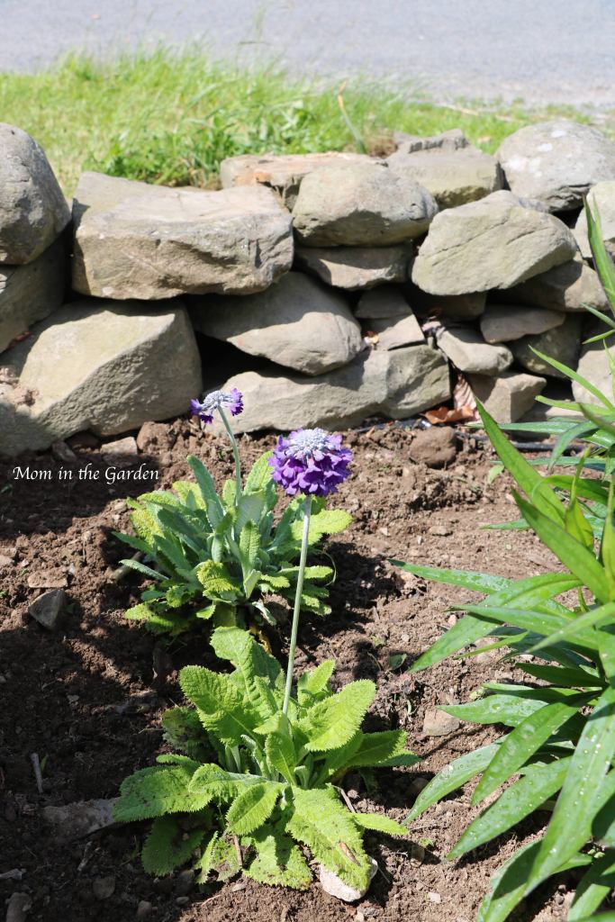 Primula capitata subsp mooreana Woodlander