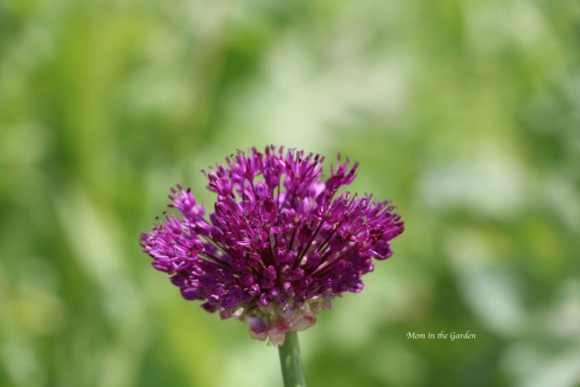 Purple Sensation allium