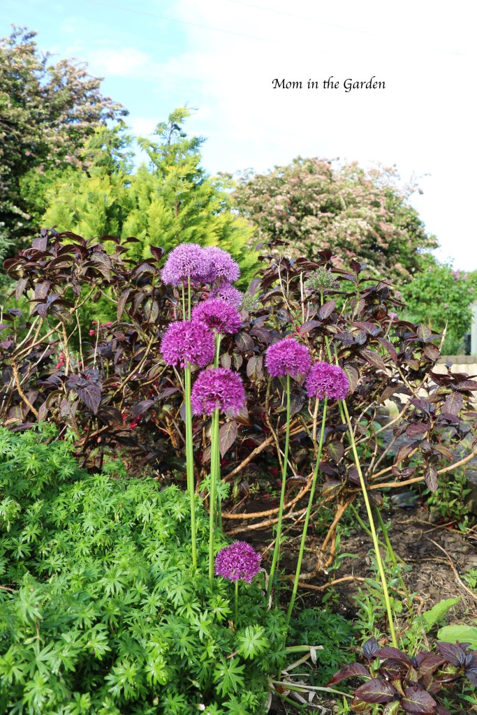 Purple sensation allium