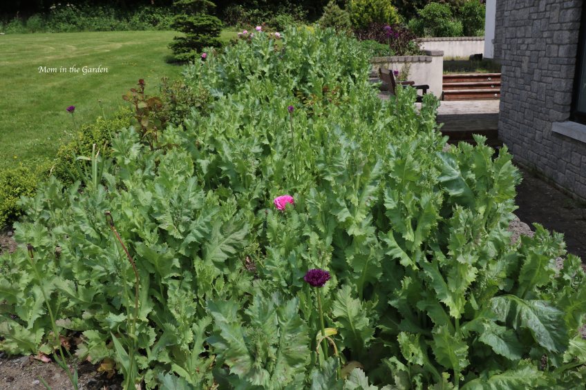 Rose bed filled with Poppies