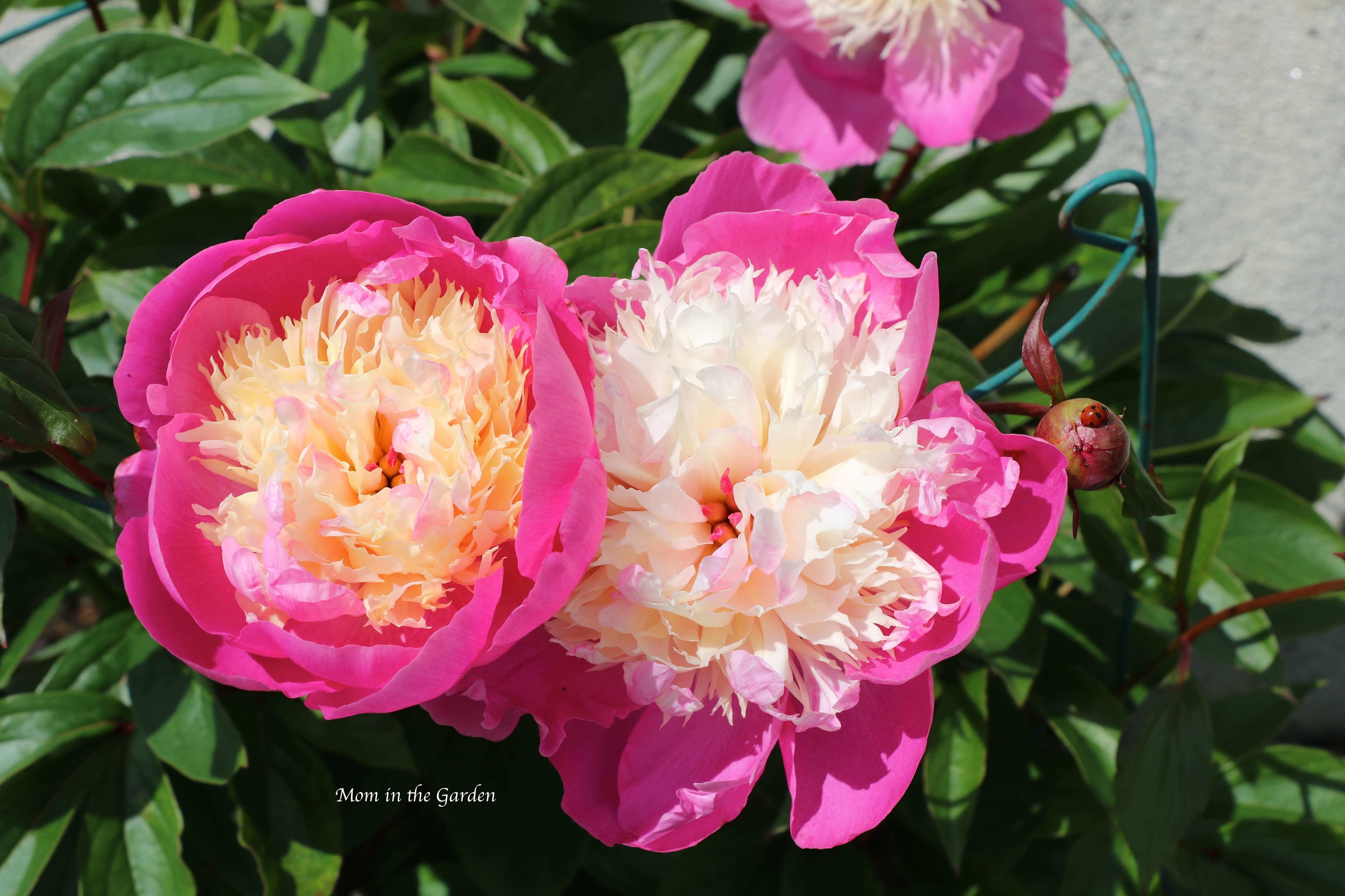 Peony 'Bowl of Beauty'