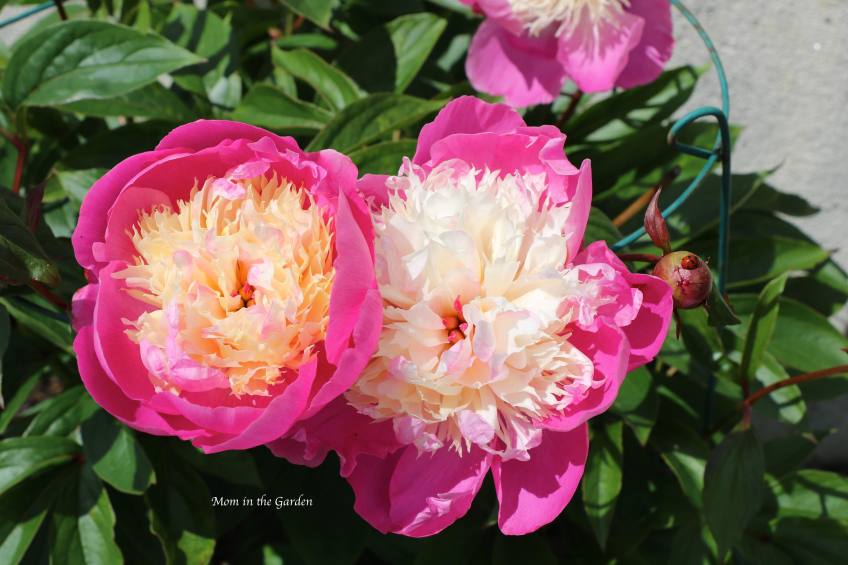 Peony 'Bowl of Beauty'