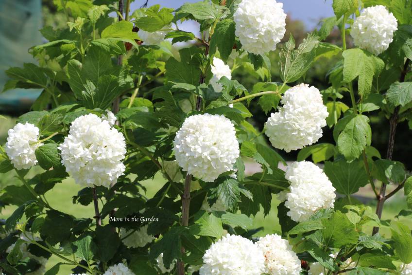 Viburnum opulus ‘Roseum’