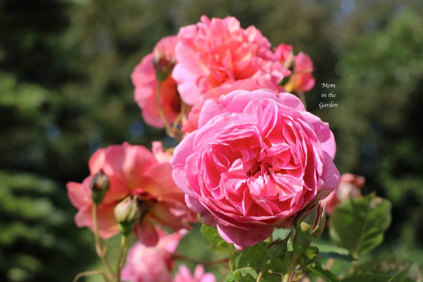 Boscobel David Austin Rose