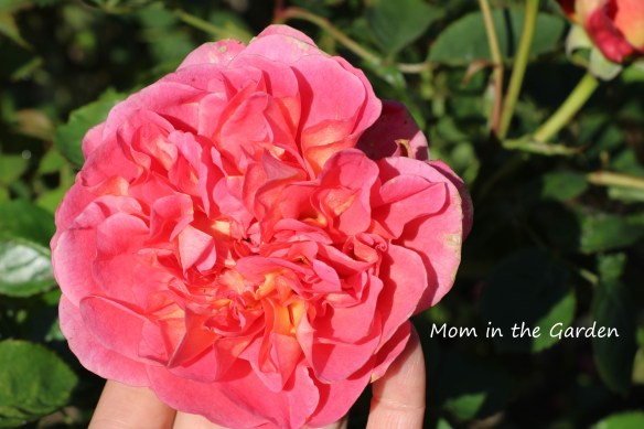 Boscobel Rose single