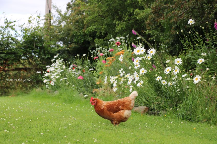 Chicken at ditch wall garden July 11