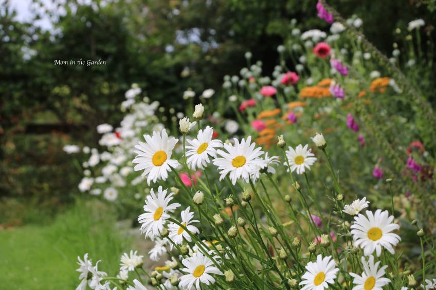 Daisies, Yarrow, Poppies, Foxglove