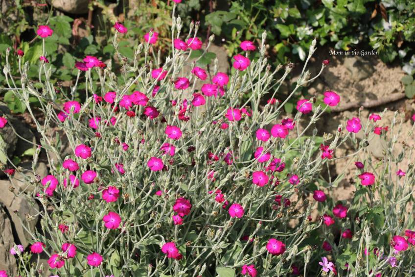 Lychnis coronaria rose campion