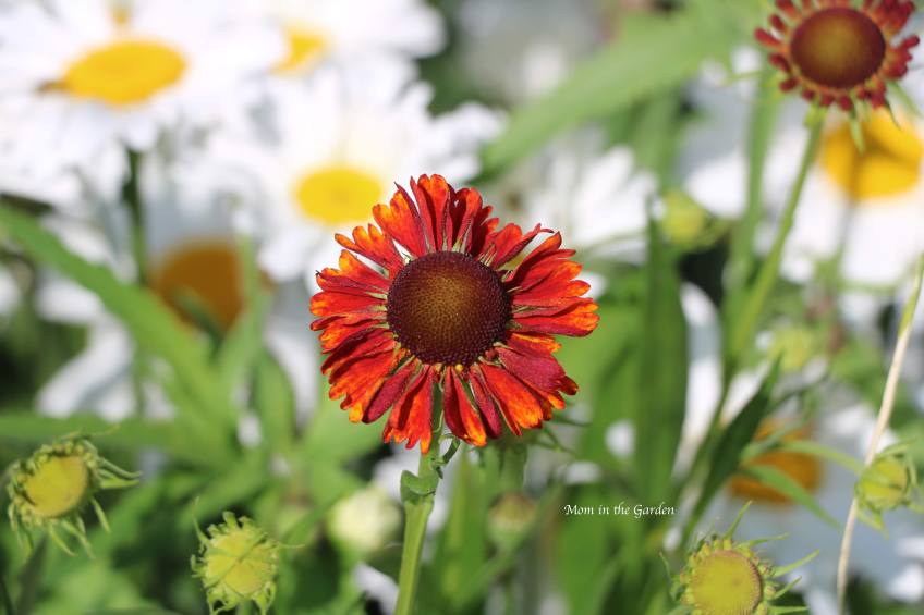Helenium 'Moerheim Beauty'