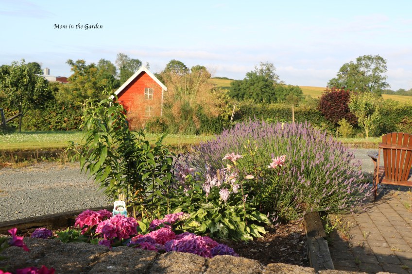 Early morning view of lavender