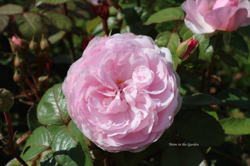 Light Pink David Austin 'Olivia Rose Austin' Rose July 13