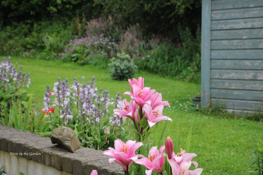 Lilies + Hosta