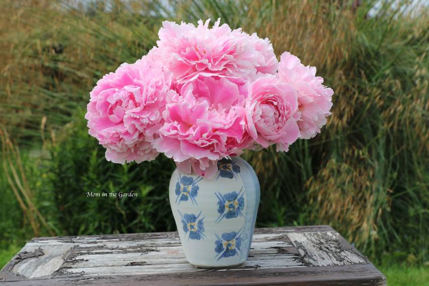 Peony bouquet on table July 9