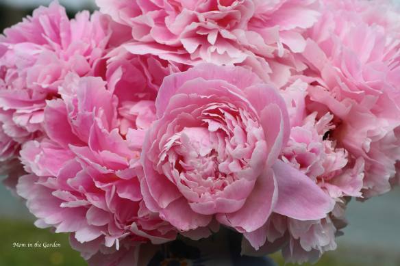 Peony bouquet up close Sarah Bernhardt July 9