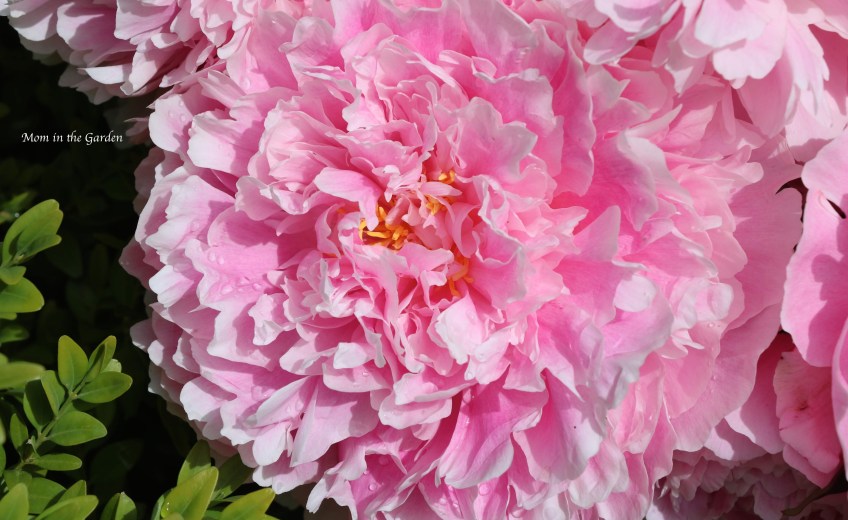 Peony 'Sarah Bernhardt' fully open July 9