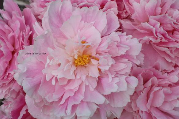 Peony Sarah Bernhardt July 9