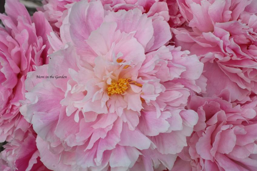 Peony Sarah Bernhardt July 9