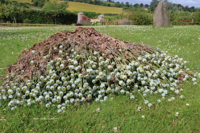 Poppy heads