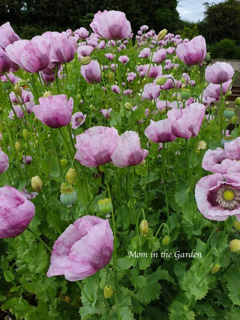 Purple Poppies Full Bloom Rose Bed
