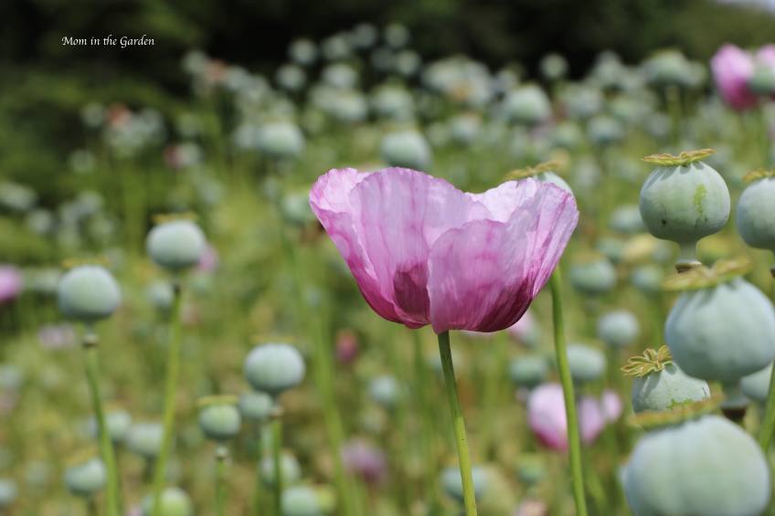 Purple Poppies ONE bloom Rose Bed