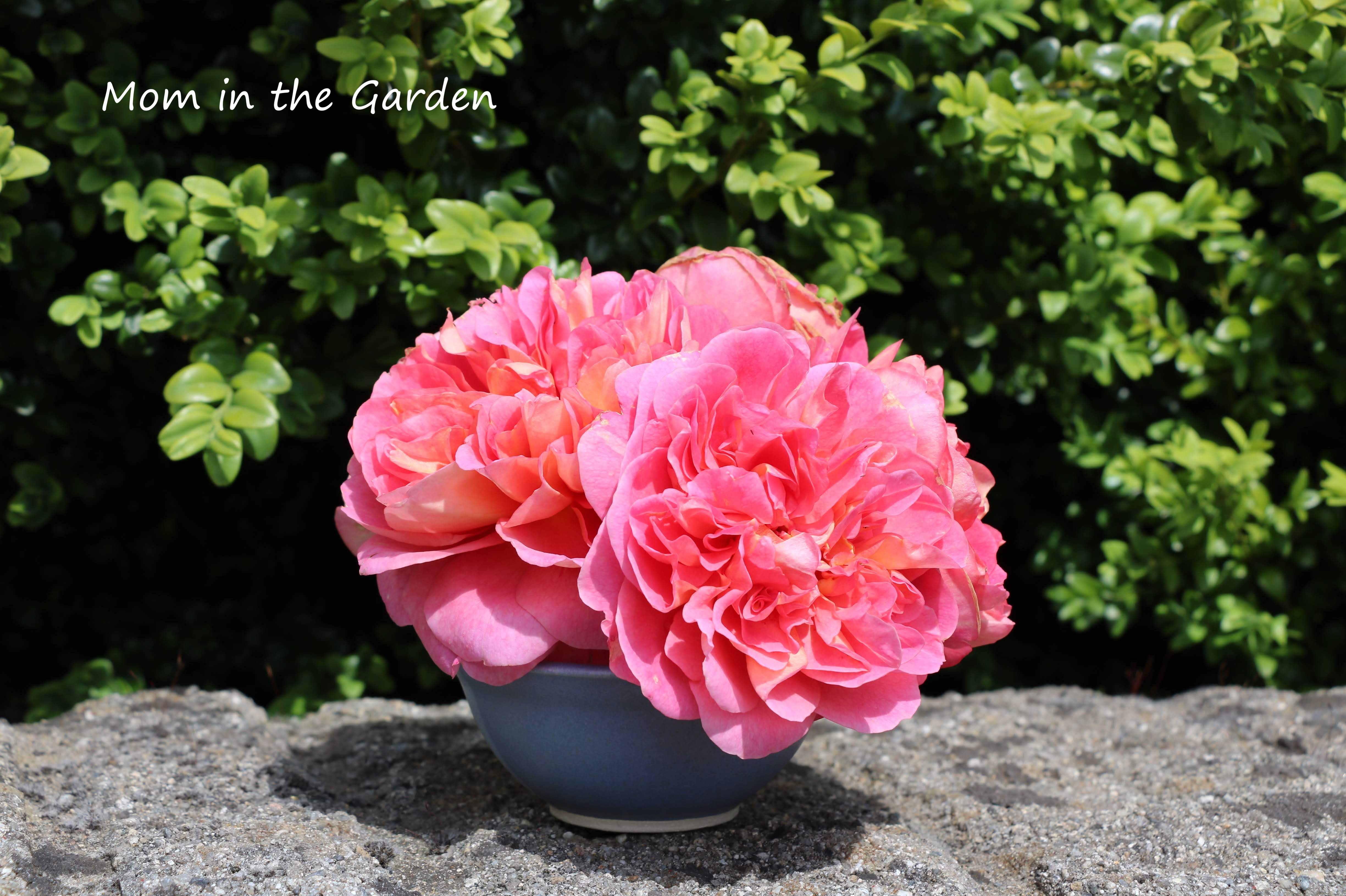 David Austin 'Boscobel' roses