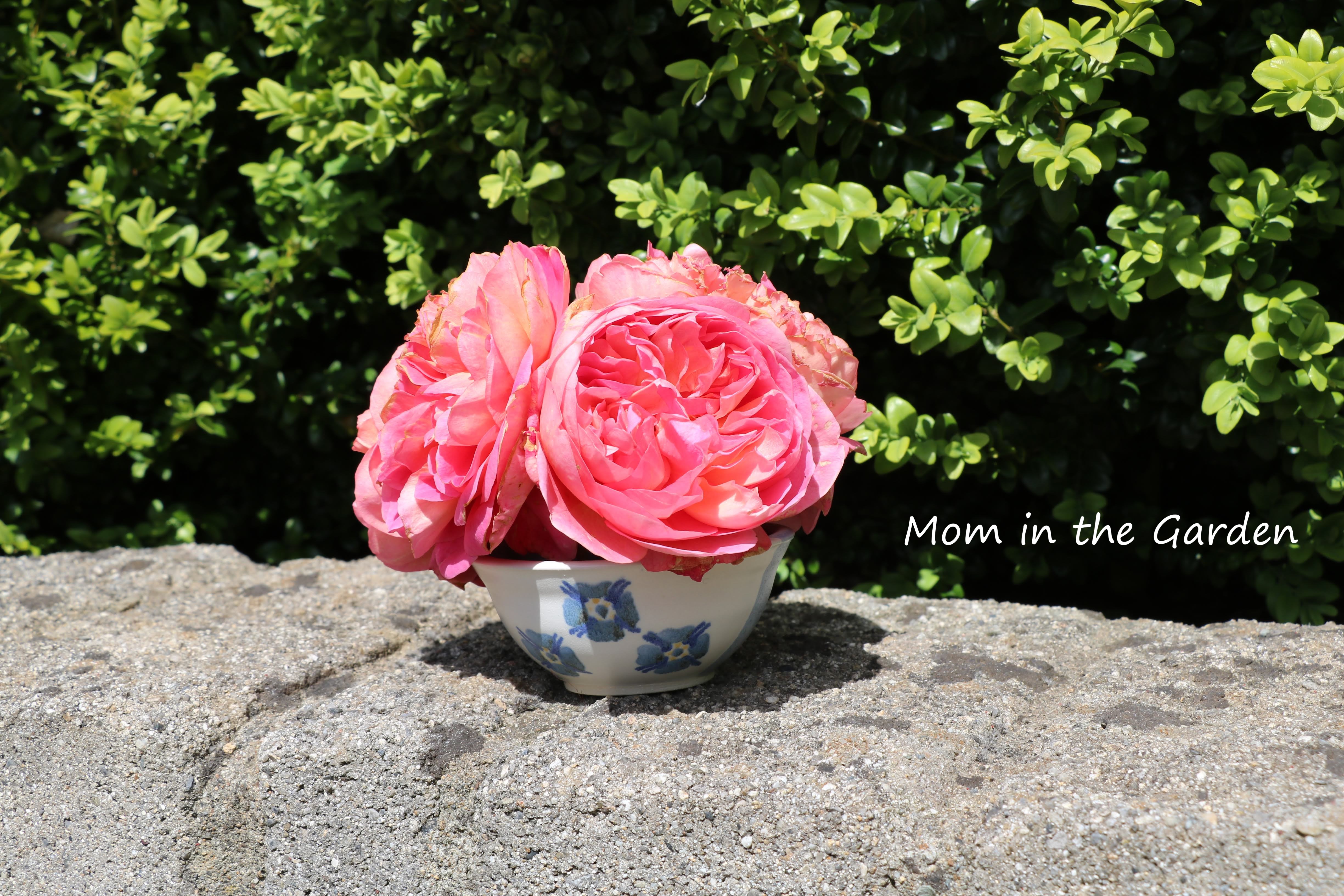 David Austin 'Boscobel' roses