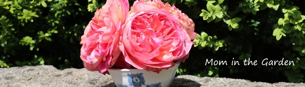 David Austin 'Boscobel' roses