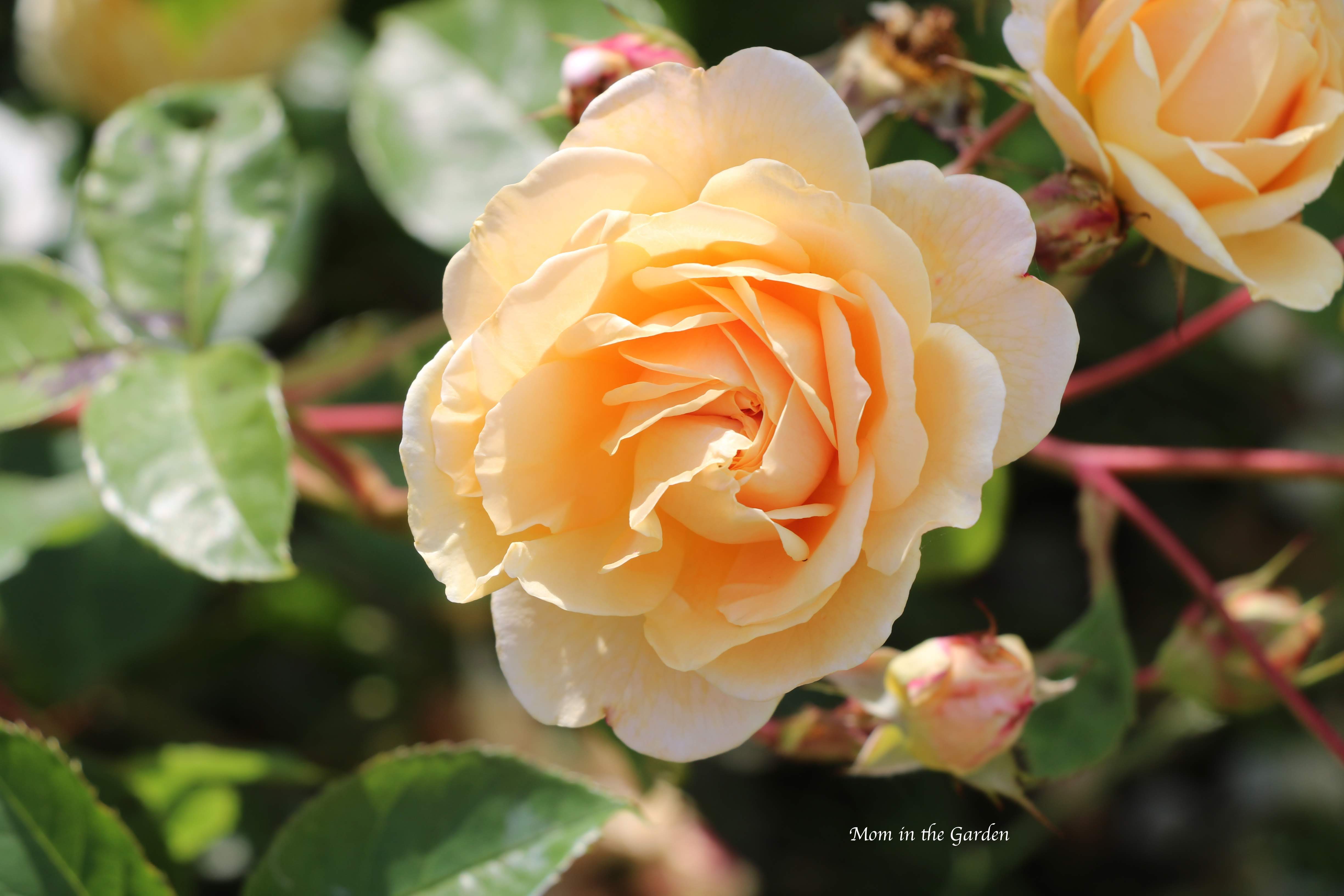 David Austin 'Teasing Georgia' Rose July