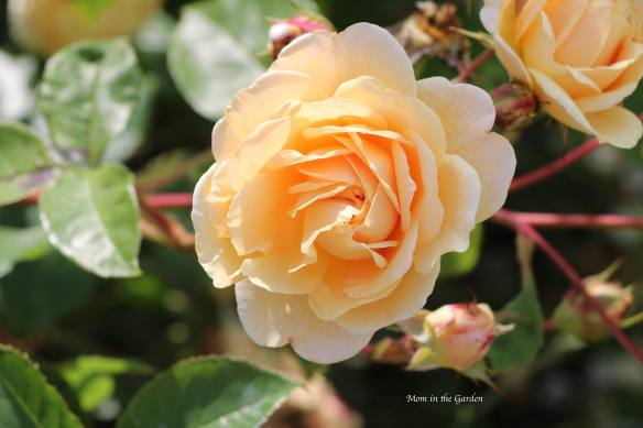 David Austin 'Teasing Georgia' Rose July