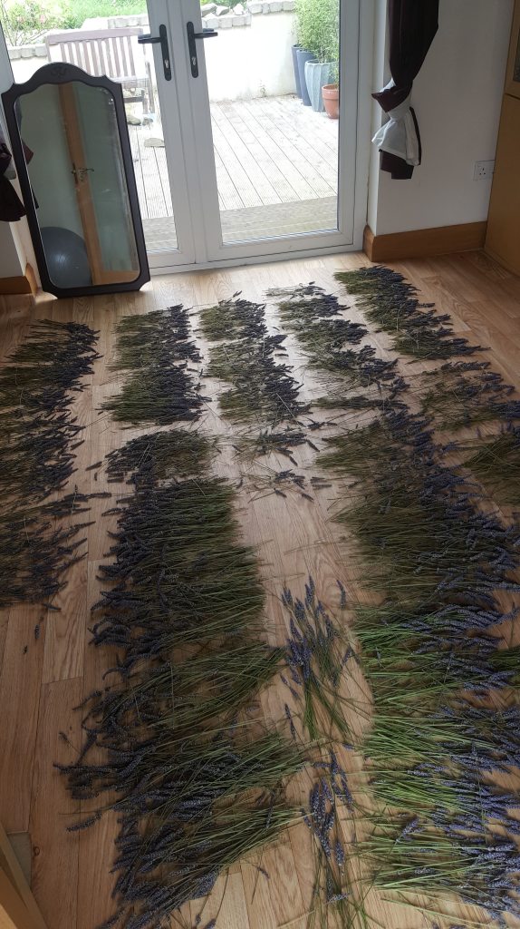 drying lavender on the floor