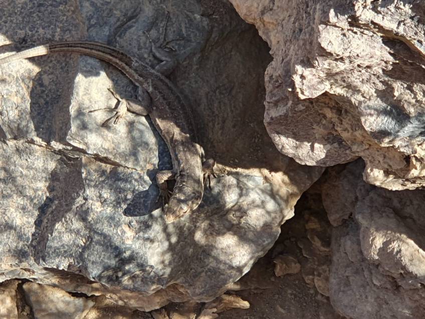 Barranco del Infierno lizard