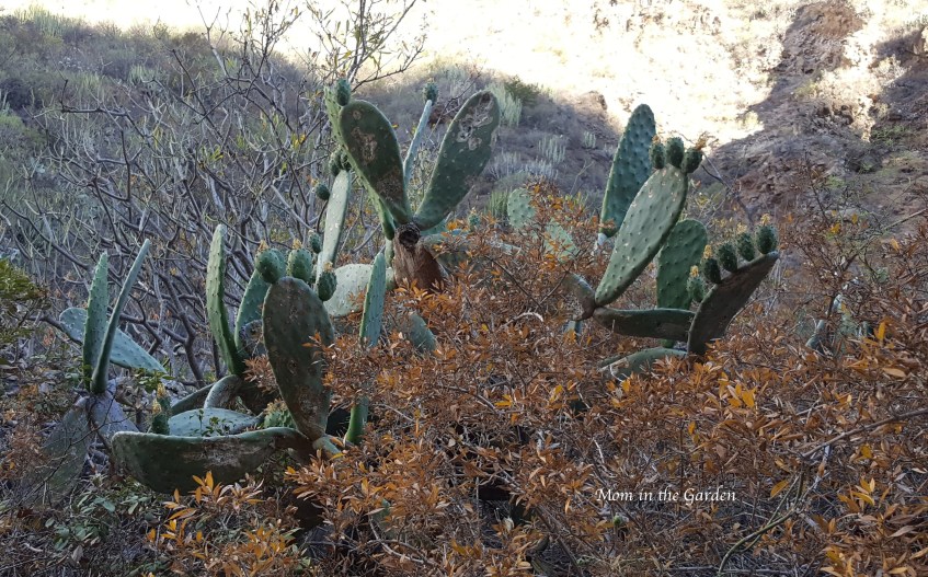 Barranco del Infierno cactus with babies