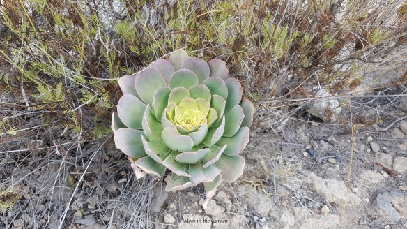 Barranco del Infierno desert flower