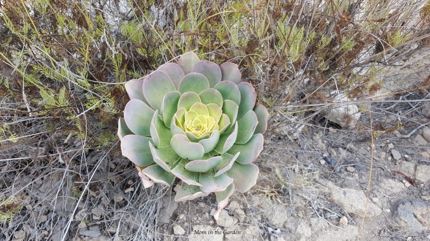 Barranco del Infierno desert flower