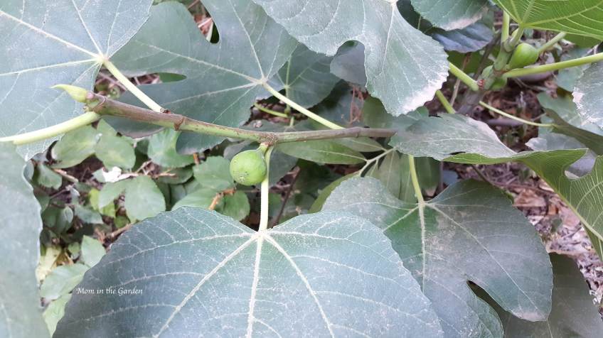 Barranco del Infierno FIGS